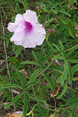 Ipomoea platensis