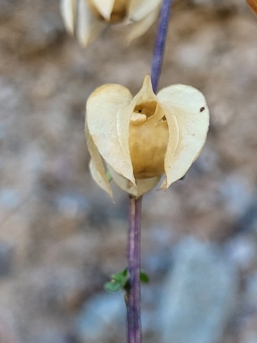 Image of Nicandra Yacheriana (Nicandra yacheriana) by (c) Jacek Pietruszewski, some rights reserved (CC BY)