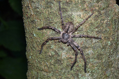 Polybetes pythagoricus