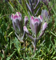 Chloropyron maritimum palustre