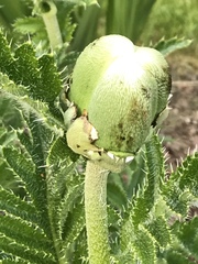 Papaver × pseudo-orientale