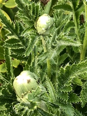 Papaver × pseudo-orientale