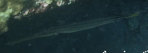 Pacific Trumpetfish (Aulostomus chinensis)