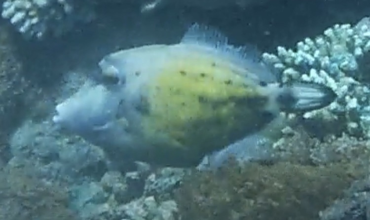 Spectacled filefish