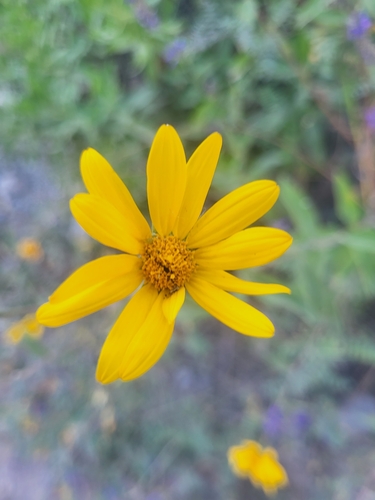 Aldama helianthoides, photograph 2