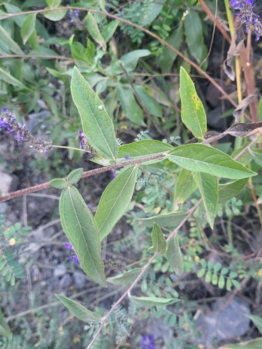 Aldama helianthoides, photograph 3