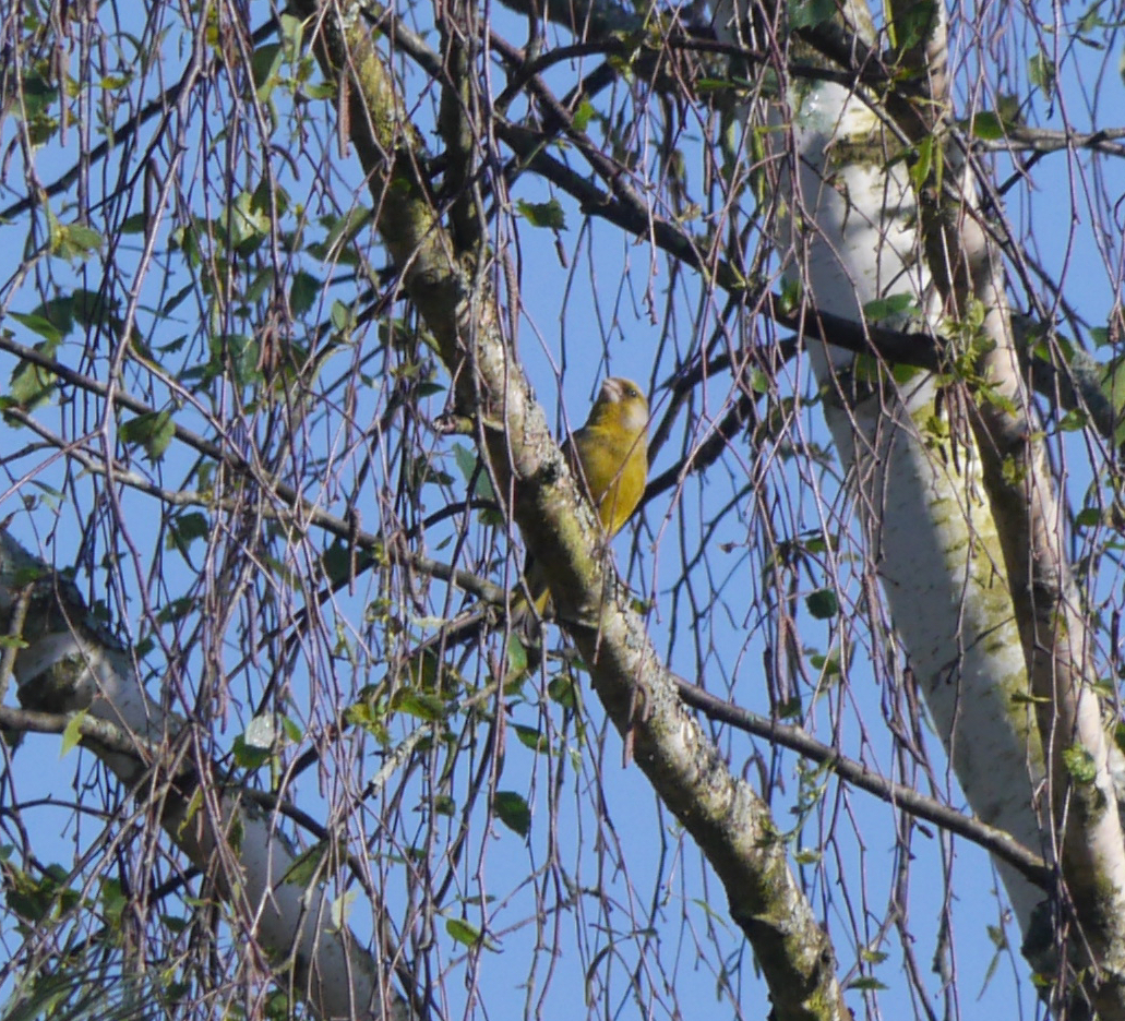European Greenfinch