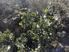 Prunus fremontii