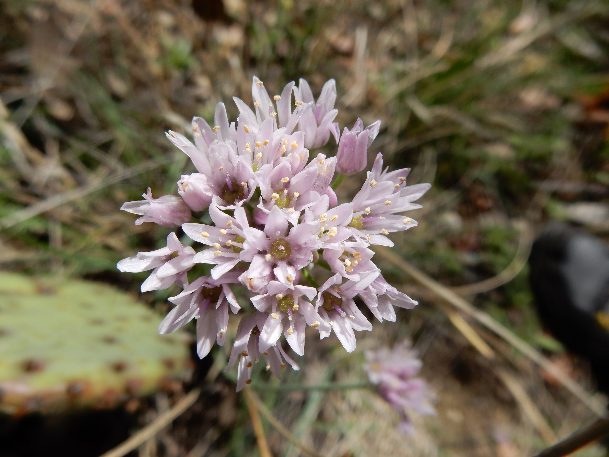 Allium canadense var. hyacinthoides