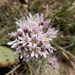 Allium canadense hyacinthoides - Photo (c) Bob O'Kennon, algunos derechos reservados (CC BY-NC), subido por Bob O'Kennon