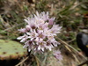 Fragrant Wild Onion - Photo (c) Bob O'Kennon, some rights reserved (CC BY-NC), uploaded by Bob O'Kennon