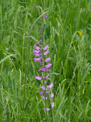 Physostegia pulchella