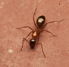 Camponotus semitestaceus