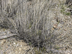 Hilaria rigida