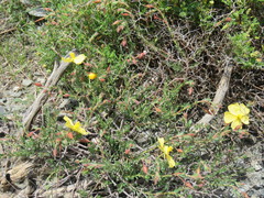 Fumana arabica