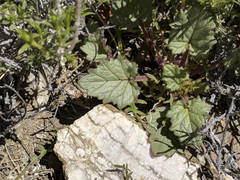 Phacelia campanularia
