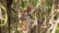 Odocoileus pandora