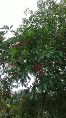 Cordia collococca
