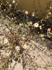 Perityle crassifolia robusta