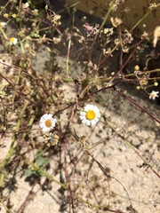 Perityle crassifolia robusta