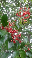 Cordia collococca