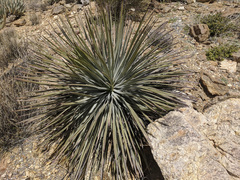 Hesperoyucca whipplei
