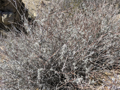 Eriogonum wrightii nodosum