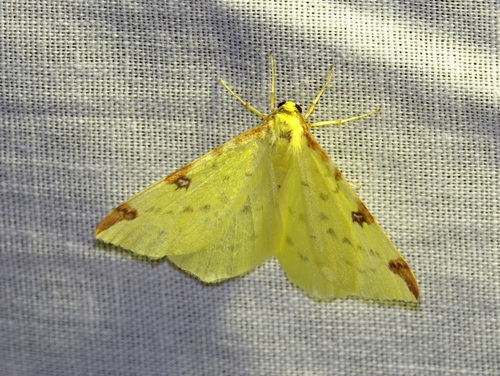 Brimstone Moth, 5694 Breugel, Nederland, photo 9 of 10