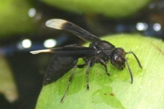 Parachartergus apicalis