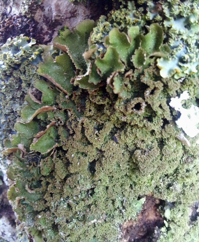 Pseudocyphellaria episticta