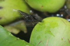 Parachartergus apicalis