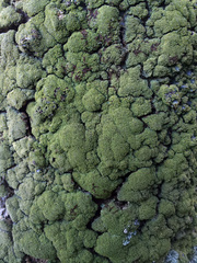 Podostictina pickeringii