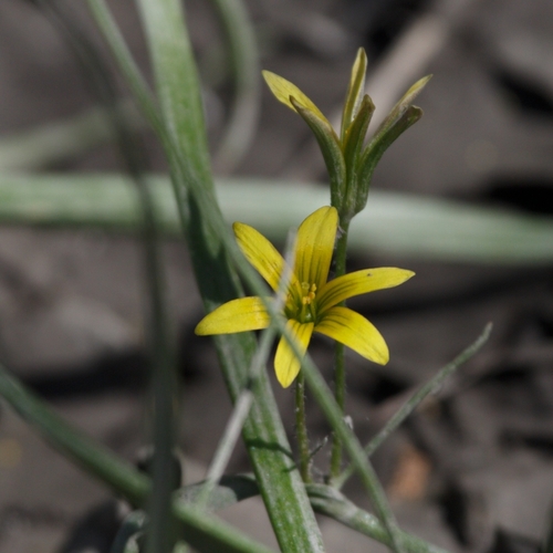 Image of Gagea granulosa by (c) Fedotova Elena, some rights reserved (CC BY)