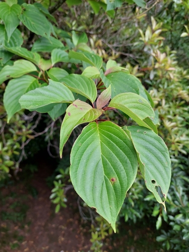 Image of Cornus controversa by (c) Jason, some rights reserved (CC BY)