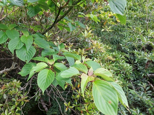 Image of Cornus controversa by (c) Jason, some rights reserved (CC BY)