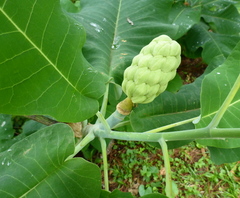 Magnolia macrophylla ashei