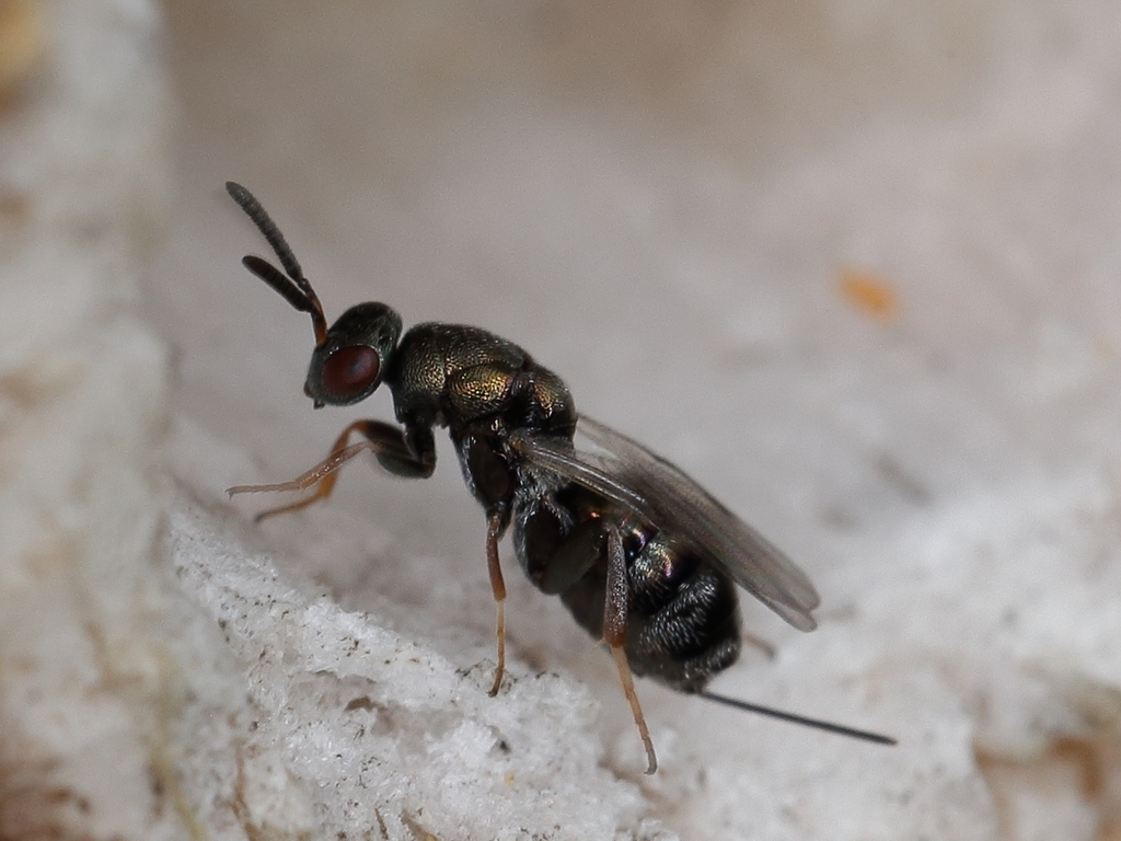 Monodontomerus obscurus