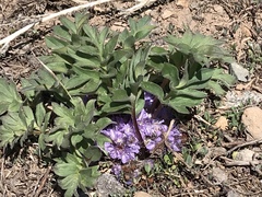 Hydrophyllum alpestre