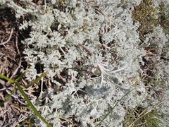 Artemisia vallesiaca