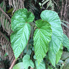 Begonia longifolia