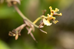 Oncidium bracteatum image