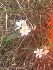 Sisyrinchium albidum