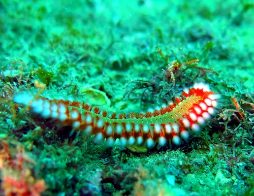 Bearded Fireworm, Arraial do Cabo - RJ, 28930-000, Brasil, photo 10 of 10
