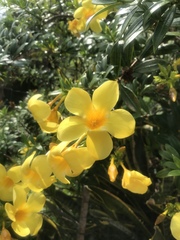 Allamanda cathartica