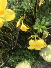 Allamanda cathartica