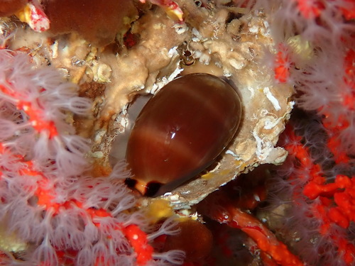 Lurid Cowry