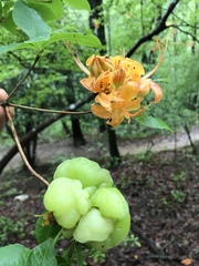 Exobasidium rhododendri