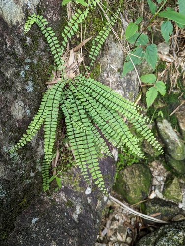 Asplenium tripteropus iNat (2)
