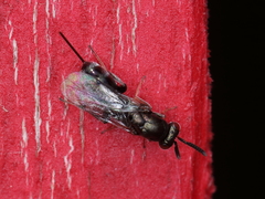 Monodontomerus obscurus