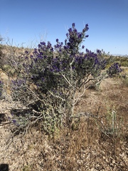 Psorothamnus arborescens